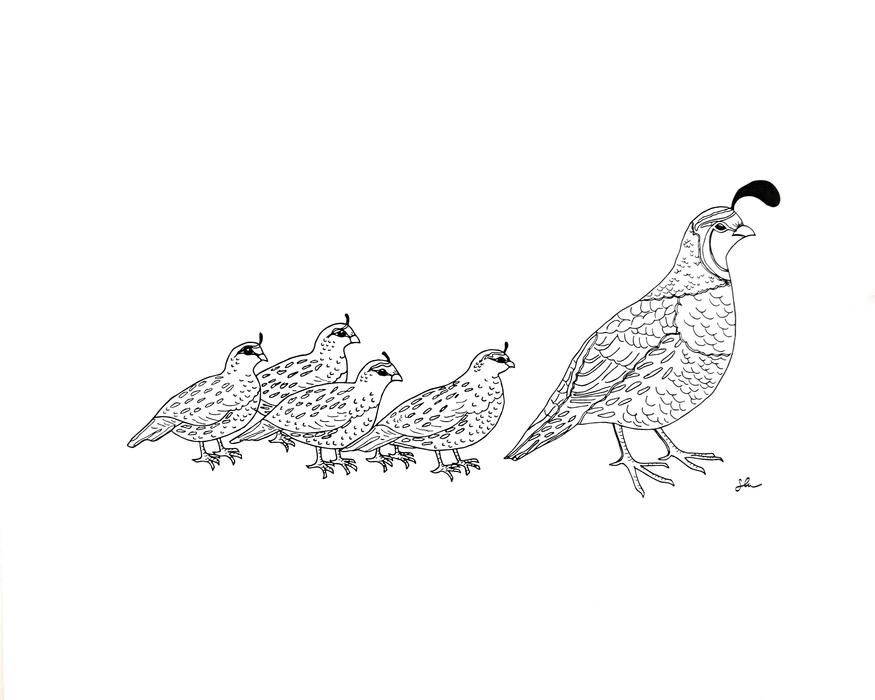 QUAIL